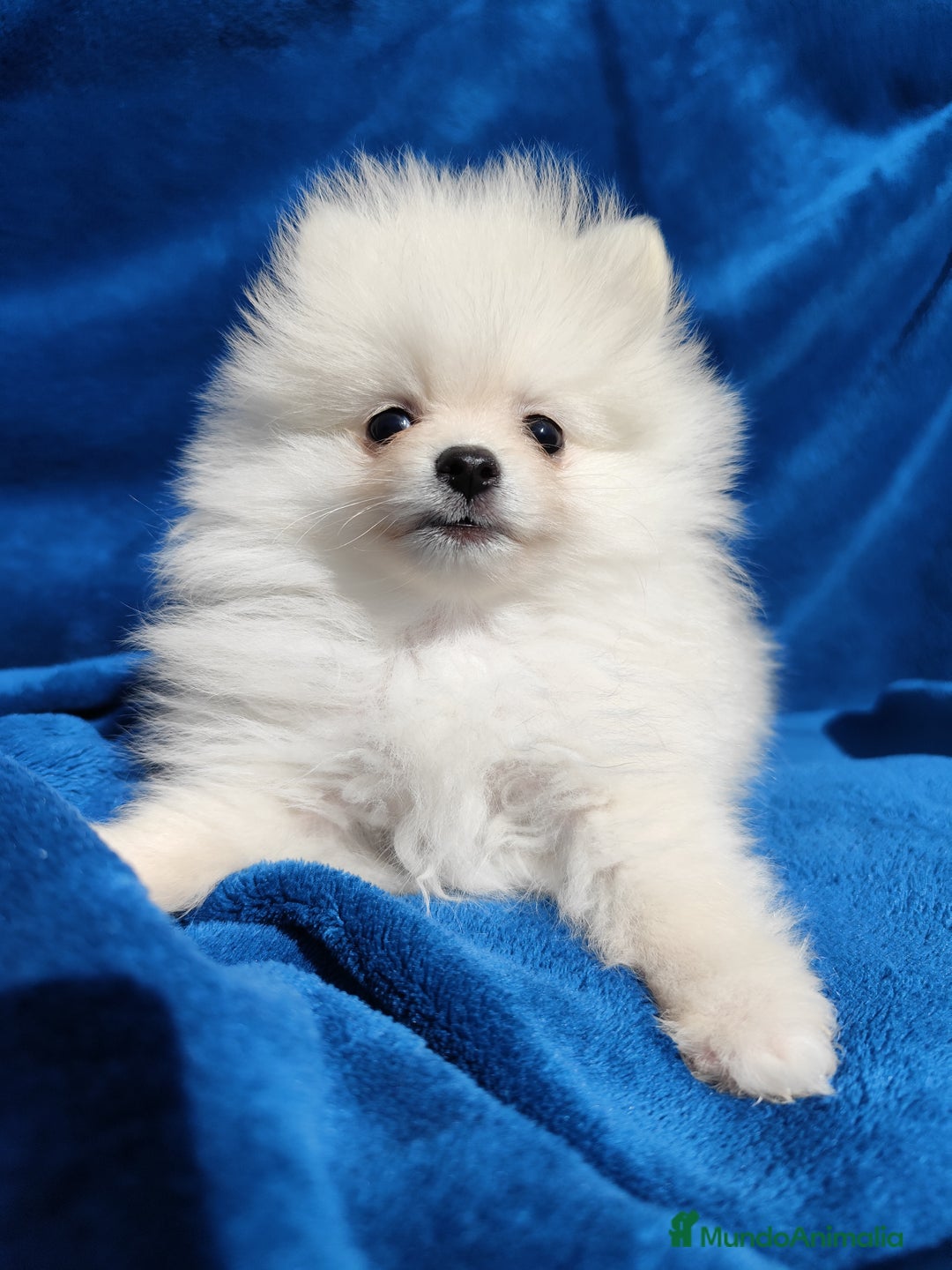 Pomerania perros en venta: Pomerania - Anuncio 3