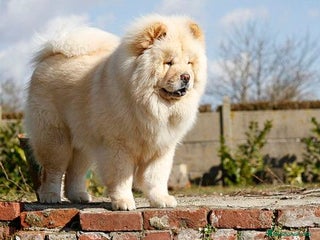 Chow Chow perros Chow chow bolitas de pelos super bonitos - Anuncio 4
