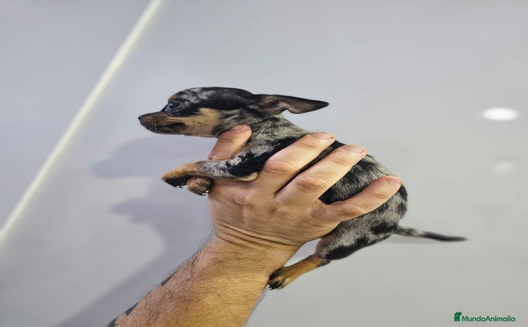 Chihuahua perros - Anuncio 2