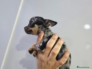 Chihuahua perros - Anuncio 1