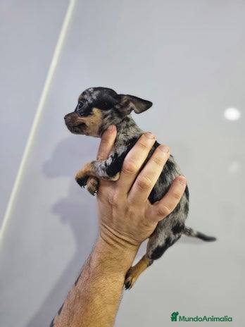 Chihuahua perros - Anuncio 2