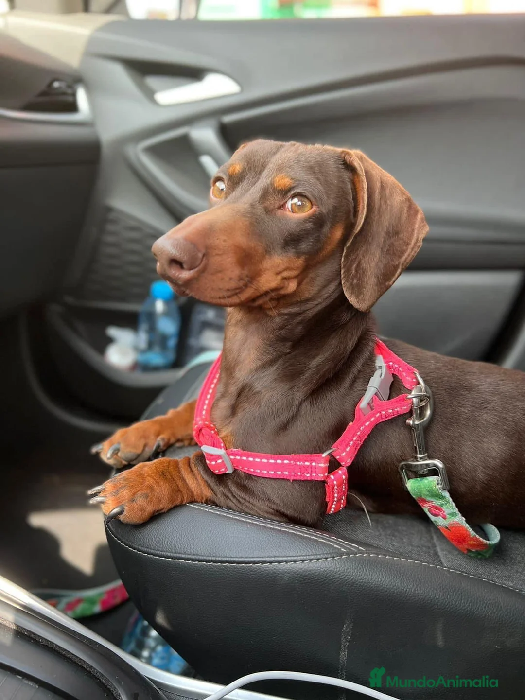 Teckel Miniatura perros en venta: Teckel listos para entregar  en Ciudad Real - Anuncio 4