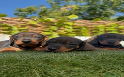 Teckel Miniatura perros en venta: TECKEL MINIATURA - Imagen 12