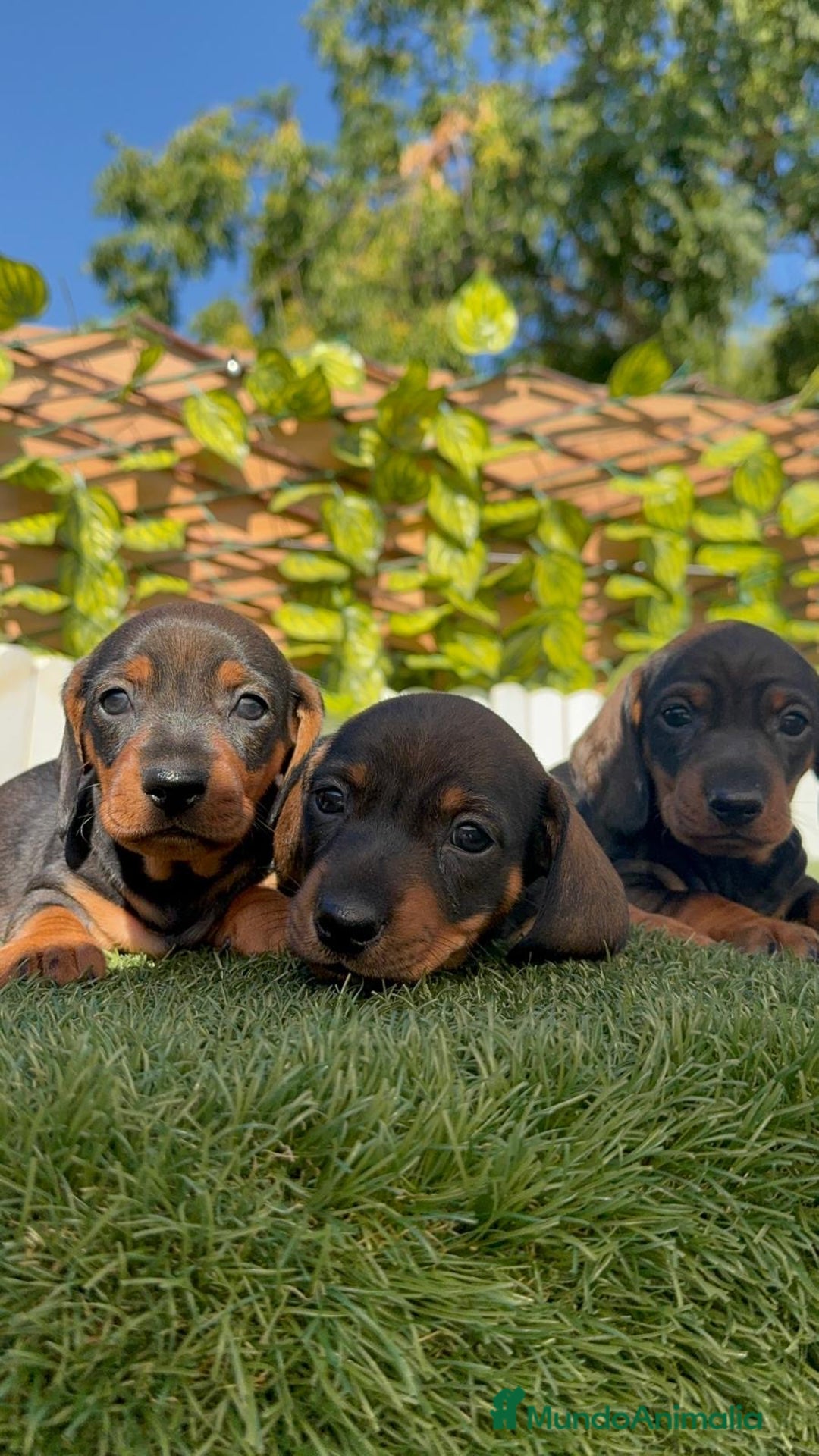 Teckel Miniatura perros en venta: TECKEL MINIATURA - Imagen 12