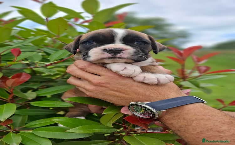 Boxer perros - Anuncio 2