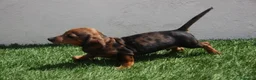 Teckel Miniatura perros en venta: Teckel Miniatura  - Anuncio 19