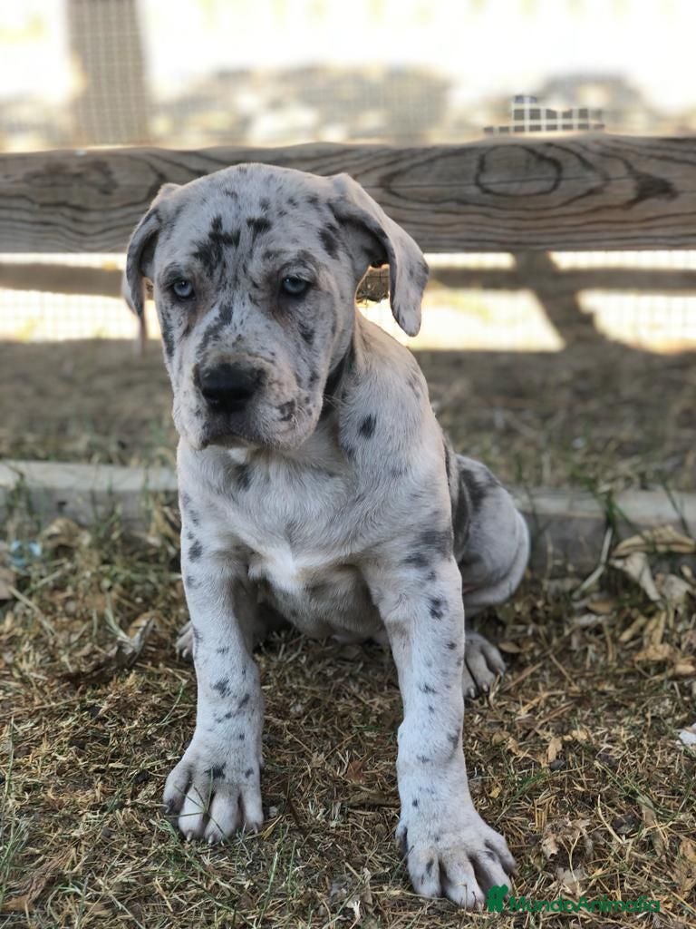 Cane Corso perros Cane corsos también merles - Anuncio 1