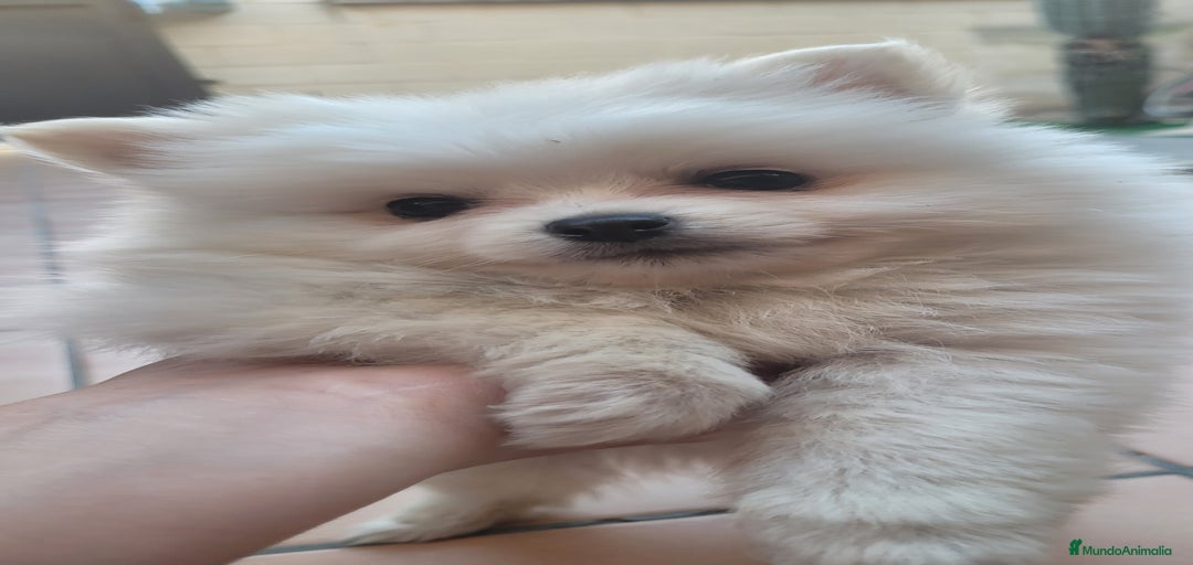 Imagen de galería {{count}}