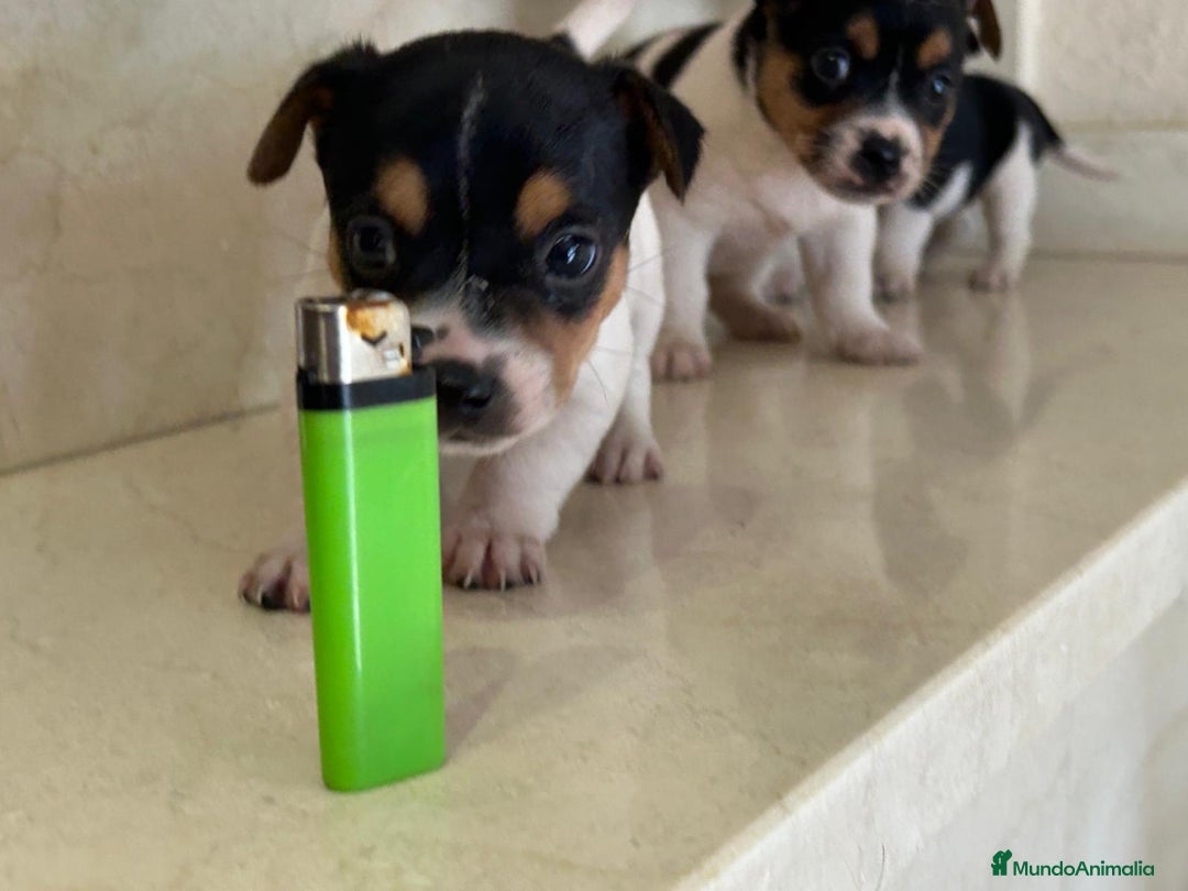 Jack Russell Terrier perros en venta: Jack Russell Terrier  - Anuncio 5