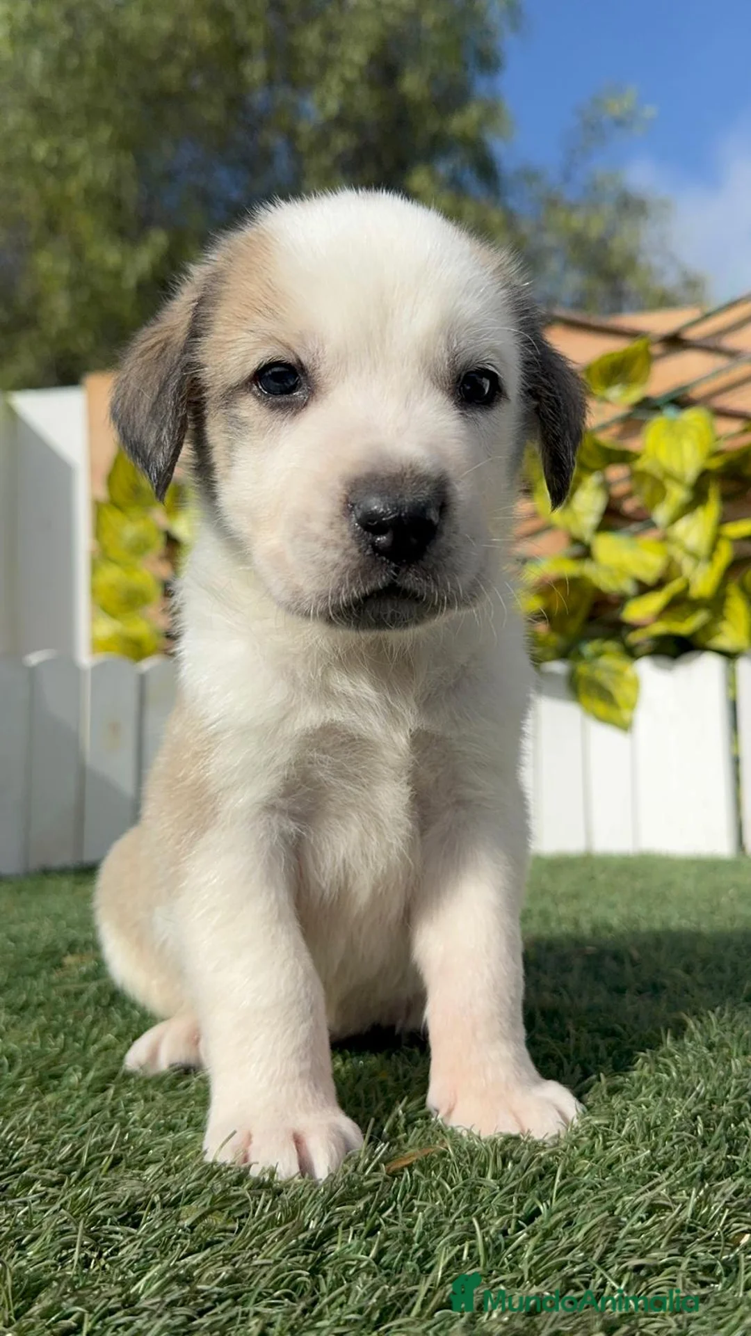 Mastín Español perros en venta: MASTIN ESPAÑOL - Anuncio 4