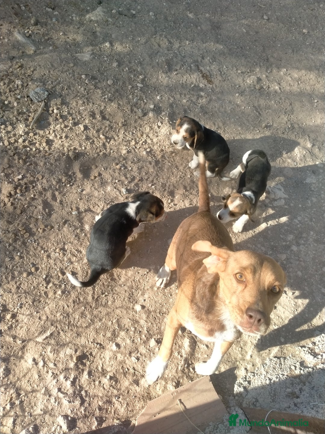 Beagle perros en venta: Cachorritos de beagles  - Imagen 3