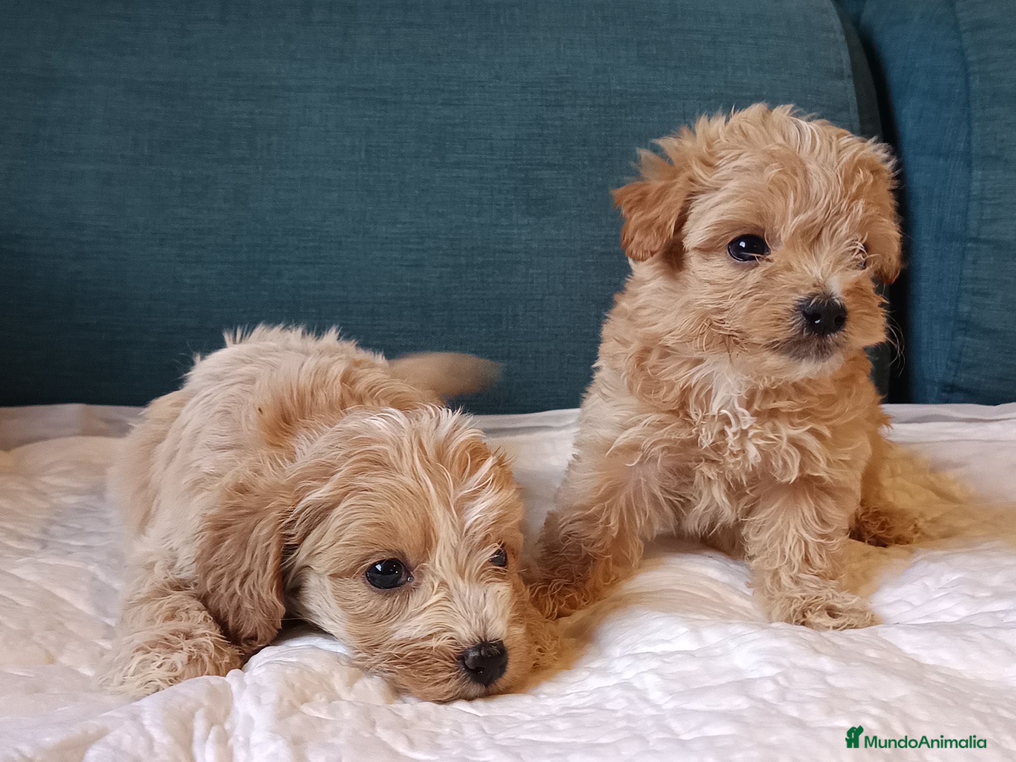 Maltipoo perros Maltipoo de excelente calidad  - Anuncio 1