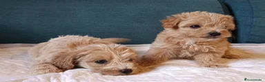 Maltipoo Cachorro 4