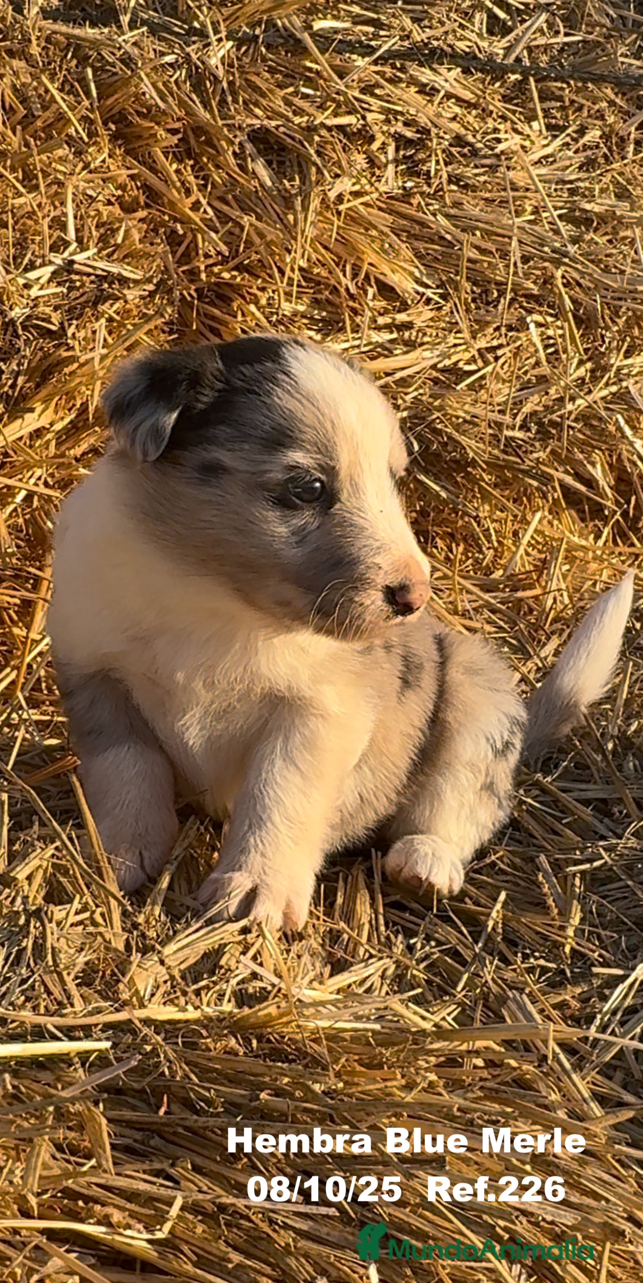Border Collie perros Border Collie Blue Merle - Anuncio 13