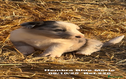 Border Collie perros en venta: Border Collie Blue Merle - Anuncio 1