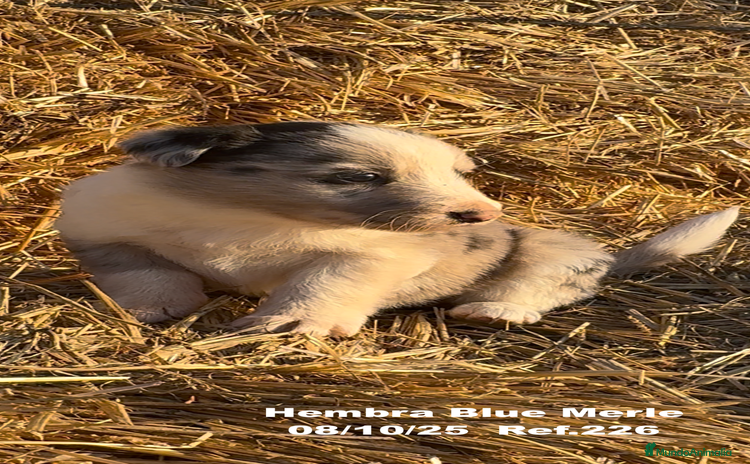 Border Collie perros Border Collie Blue Merle - Anuncio 1