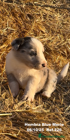 Border Collie perros Border Collie Blue Merle - Anuncio 8