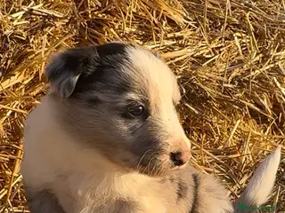 Border Collie perros Border Collie Blue Merle - Anuncio 8