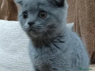 Scottish Fold gatos Macho y hembra de Scotish Fold blue - Anuncio 3
