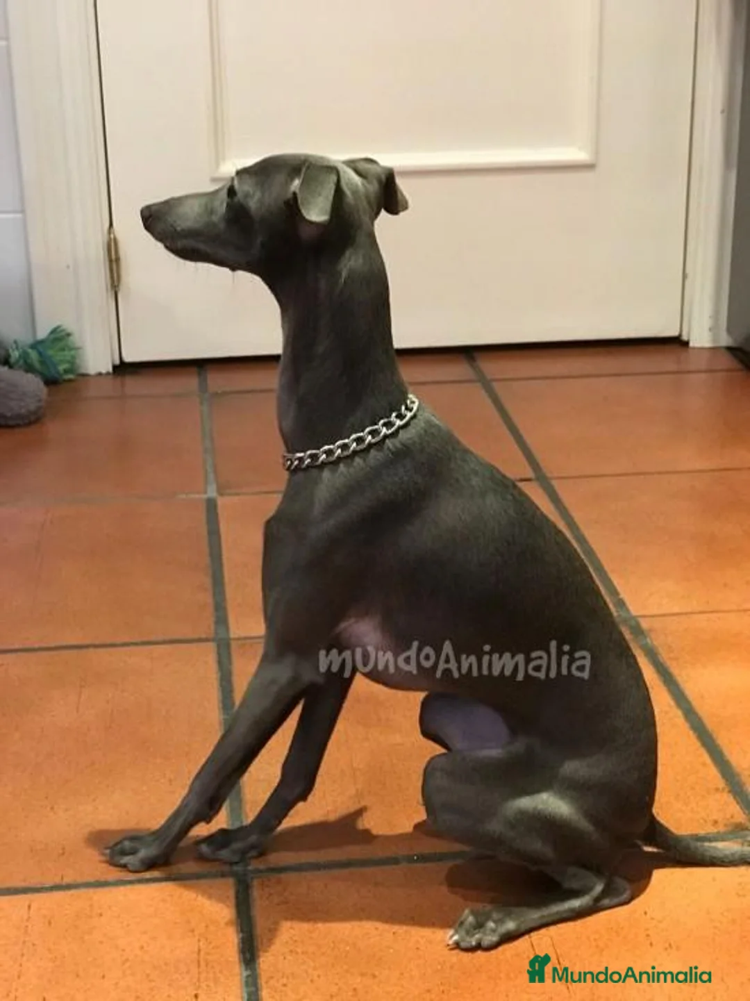 Imagen de galería {{count}}