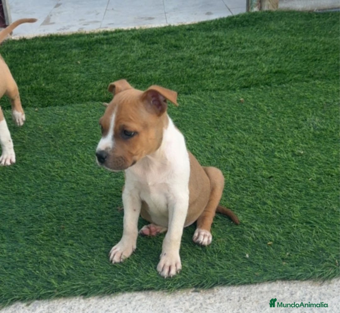 American Staffordshire-Terrier perros en venta: American Stanford  - Imagen 3