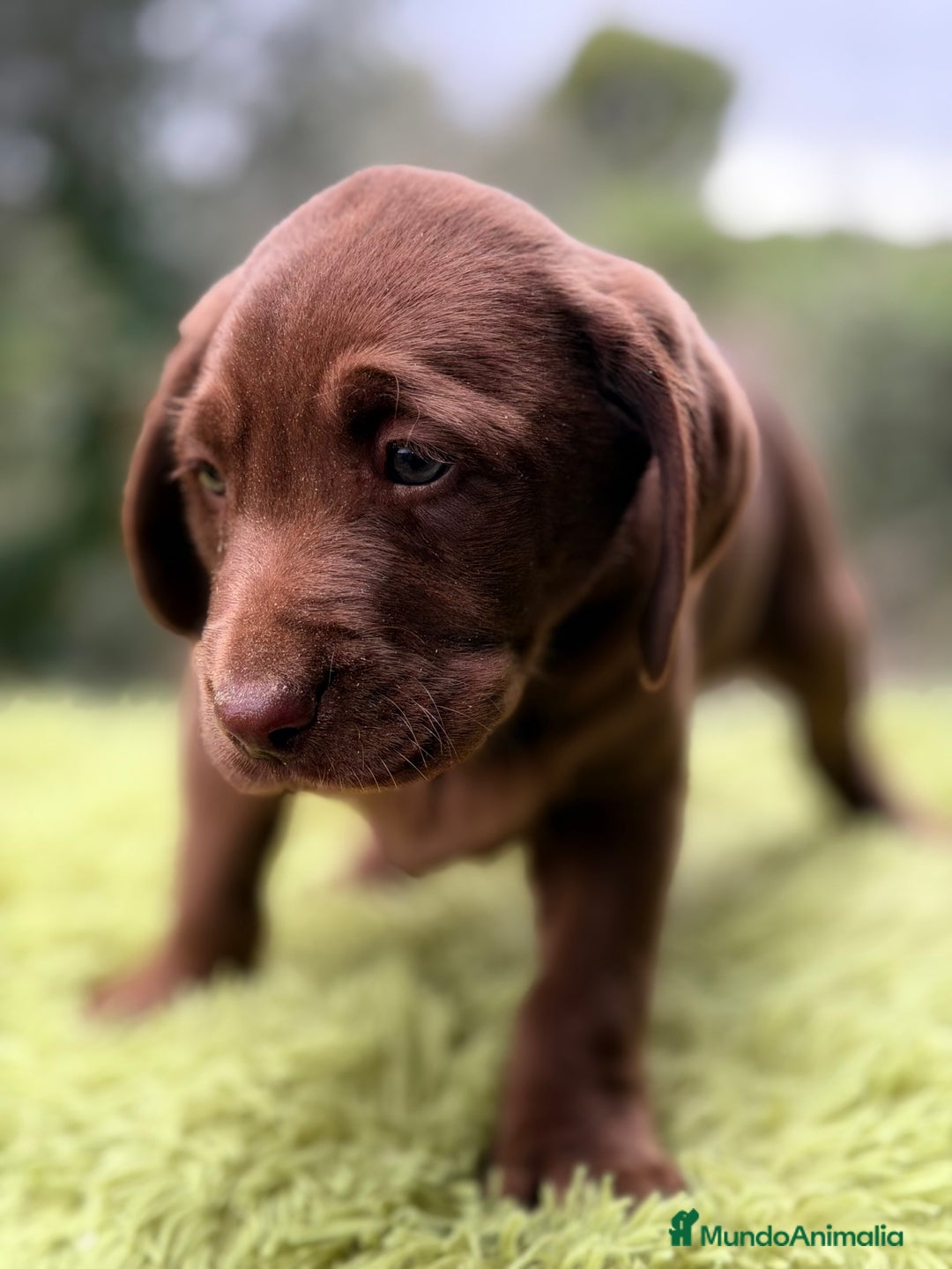 Labrador Retriever perros en venta: Labrador chocolate claro   - Anuncio 3