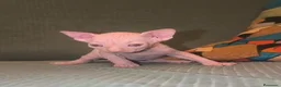Sphynx gatos en venta: Preciosos gatos sphynx 🩷🩵🐾 - Anuncio 2