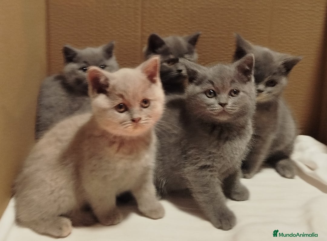 Británico de Pelo Corto gatos en venta: British Shorthair  - Anuncio 8