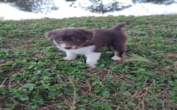 Pastor Australiano perros en venta: PASTOR AUSTRALIANO  - Imagen 5