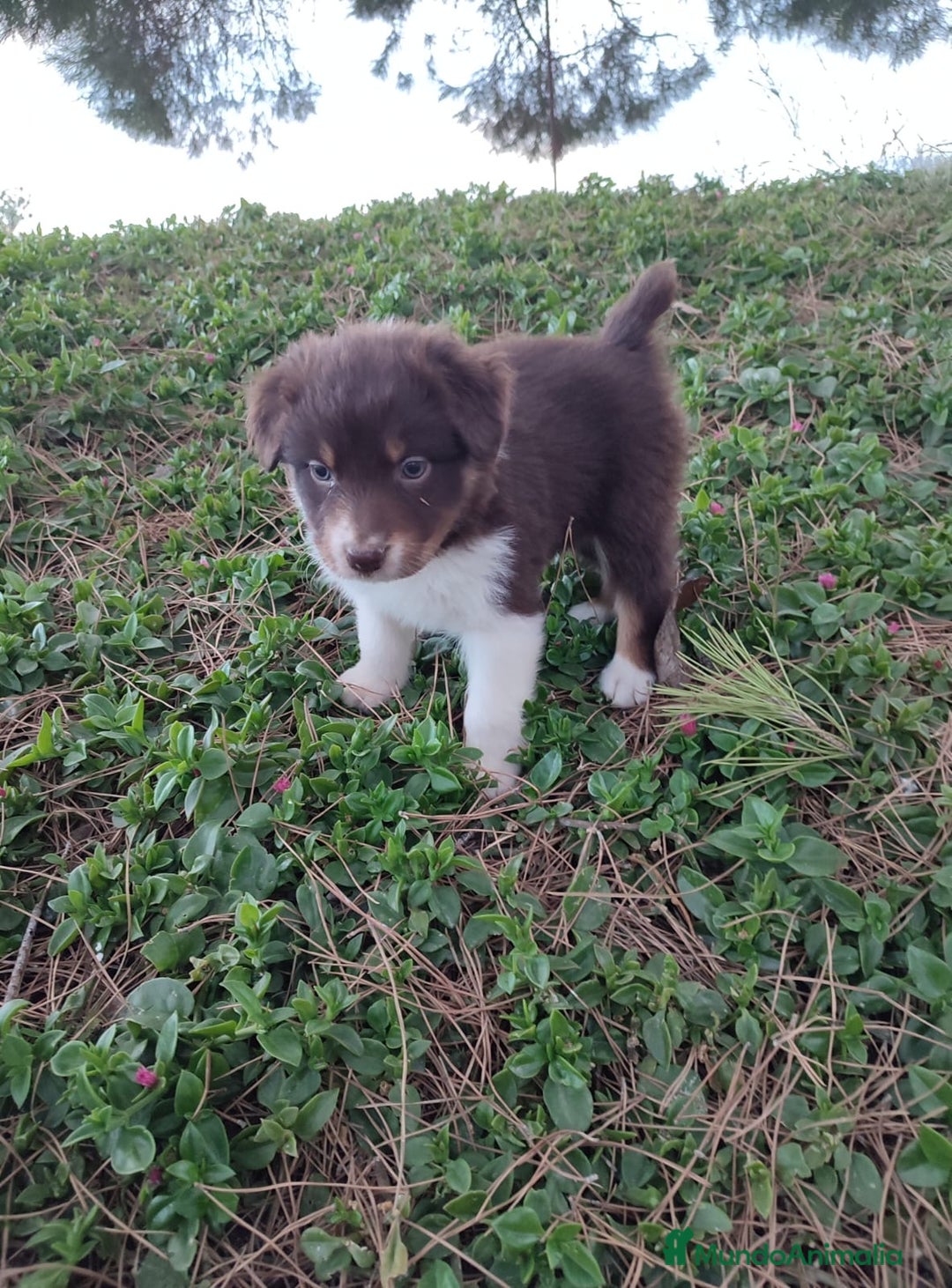 Pastor Australiano perros en venta: PASTOR AUSTRALIANO  - Imagen 5