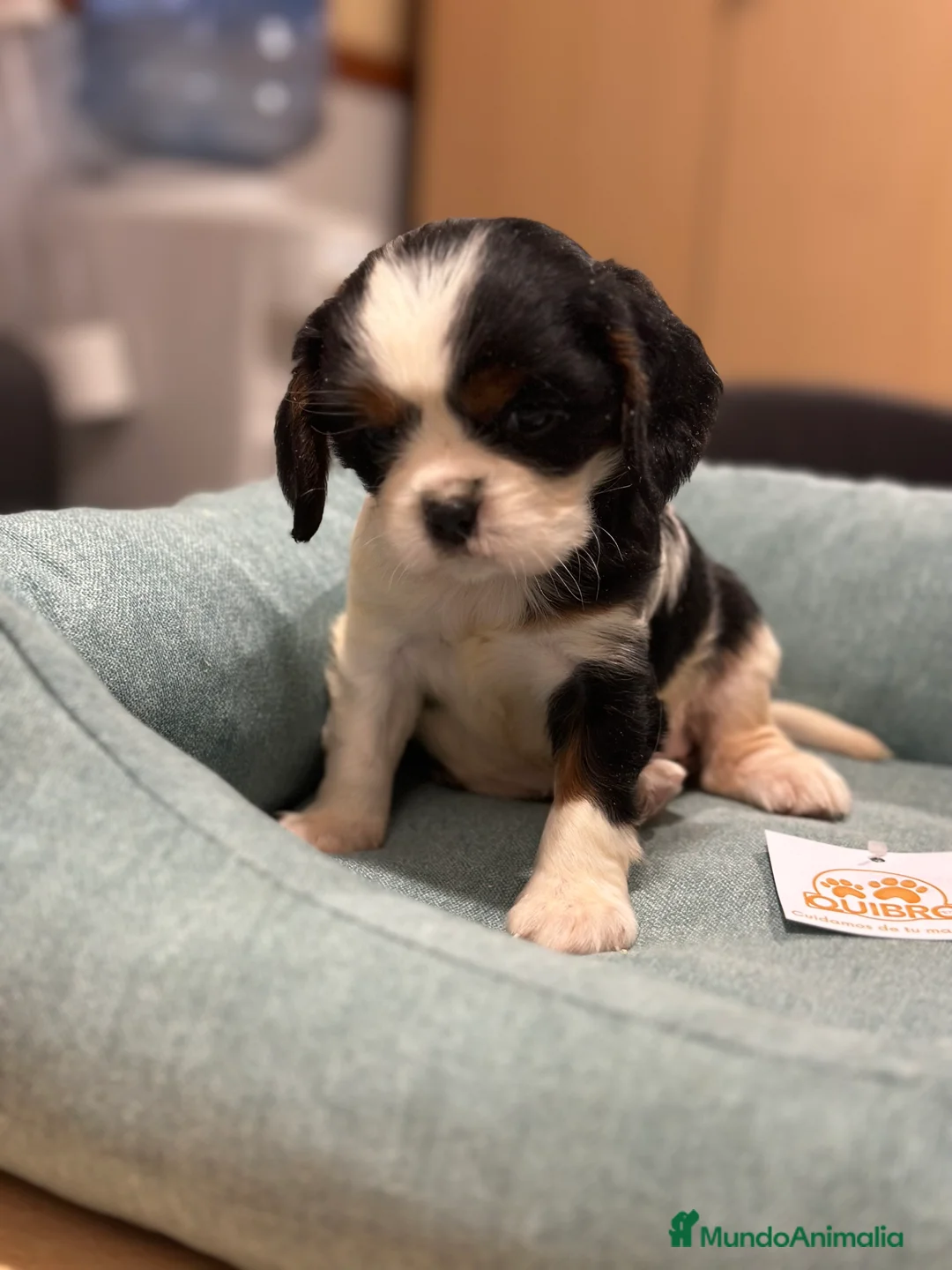 Cavalier King Charles Spaniel perros en venta: CAVALIER TRICOLOR HEMBRA DISPONIBLE en Barcelona - Anuncio 2