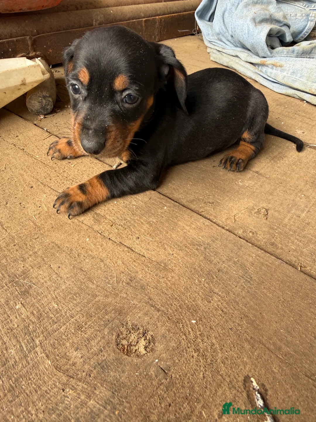 Teckel Miniatura perros en venta: Teckel miniatura - Anuncio 3