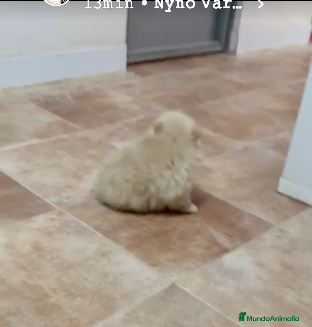 Pomerania perros en venta: Pomerania miniatura  - Anuncio 3