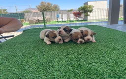 Jack Russell Terrier perros en venta: Jack Russell terrier  - Imagen 3
