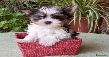 Caniche Toy perros - Anuncio 2