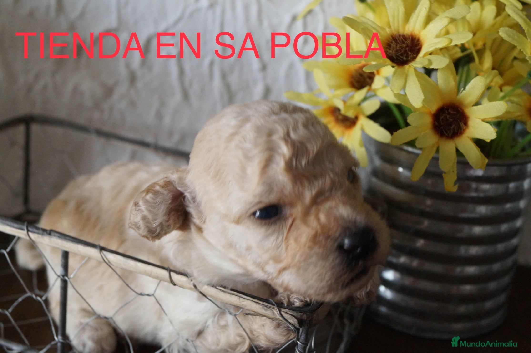 Maltipoo perros Camarada de Maltipoo - Anuncio 2