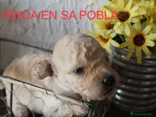 Maltipoo perros Camarada de Maltipoo - Anuncio 2