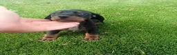 Teckel perros en venta: Teckel macho  - Anuncio 1
