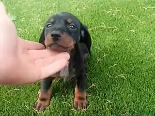 Teckel perros Teckel macho - Anuncio 1