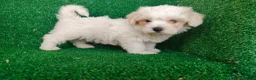 Bichón Maltés perros en venta: Bichón maltés  - Anuncio 7