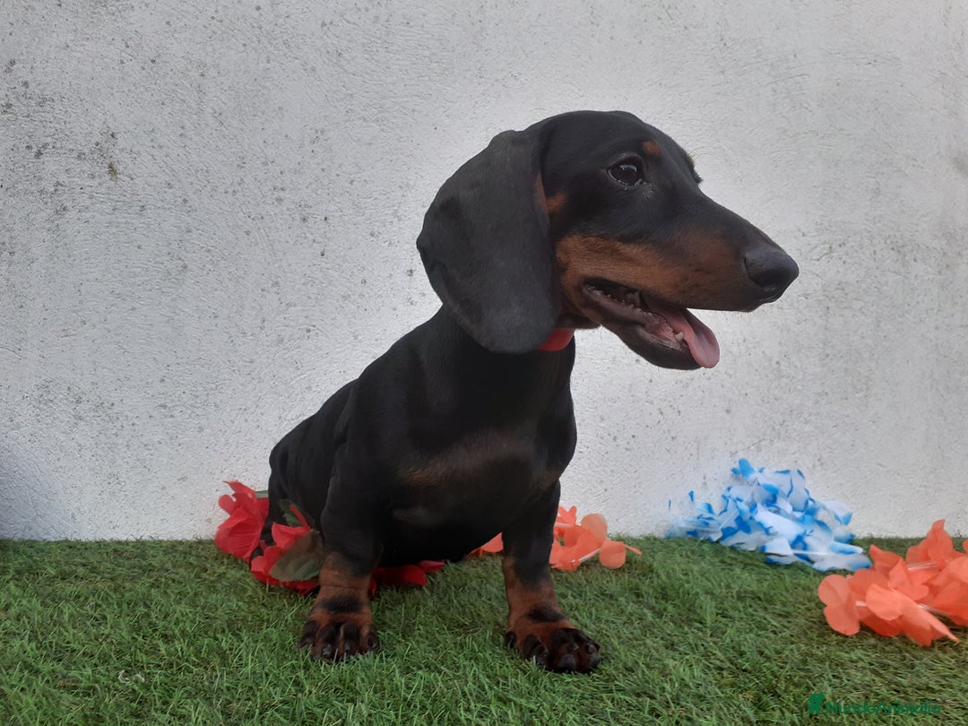 Teckel perros en venta: Preciosos TECKEL  - Imagen 2