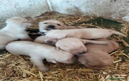 Labrador Retriever perros en venta: Labrador retriever  - Imagen 5