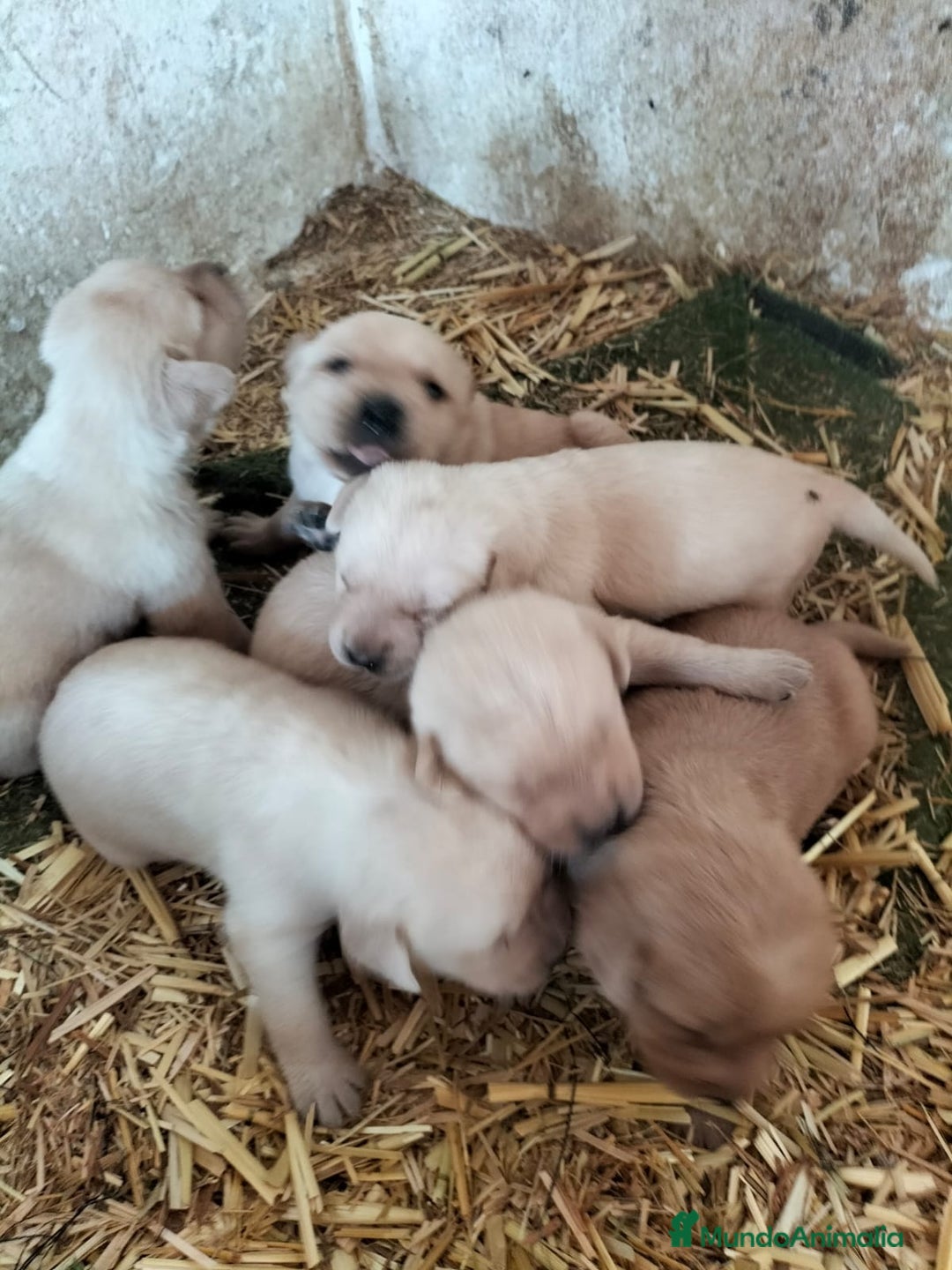 Labrador Retriever perros en venta: Labrador retriever  - Imagen 5