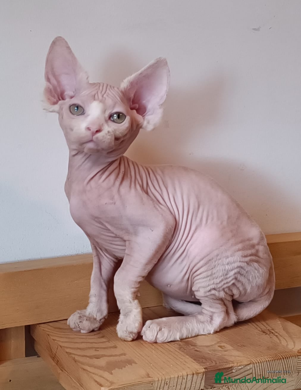 Sphynx gatos Sphynx en Sevilla  - Anuncio 2