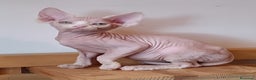 Sphynx gatos en venta: Sphynx en Sevilla  - Anuncio 2
