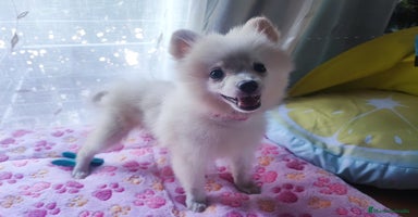 Pomerania perros - Anuncio 13