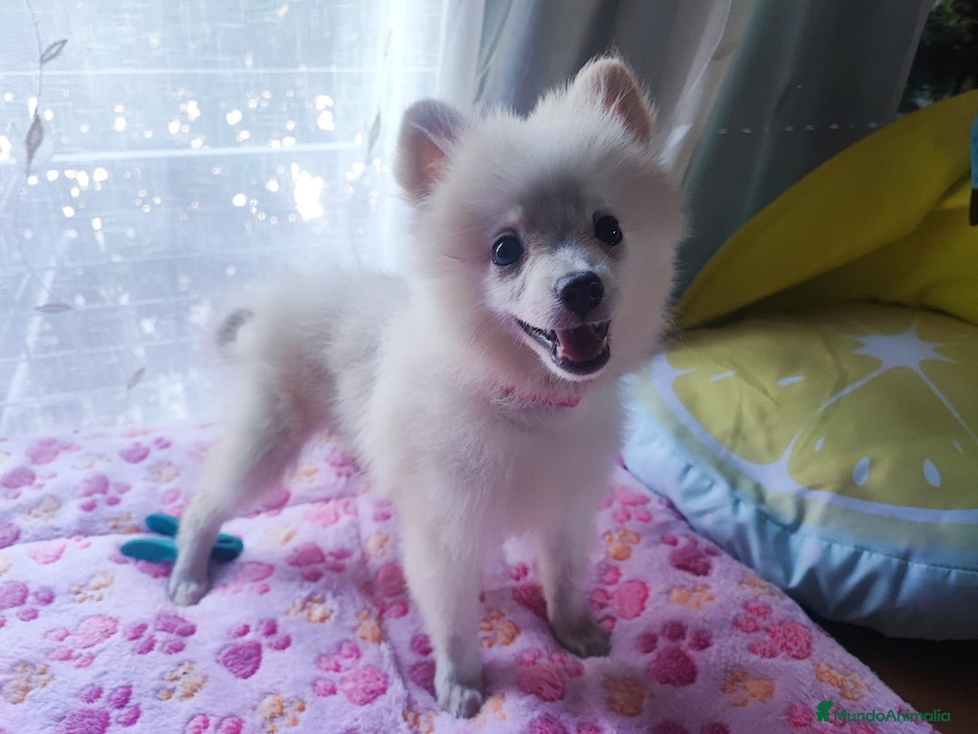 Pomerania perros en venta: Pomerania  - Imagen 3