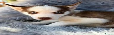Husky Siberiano 5
