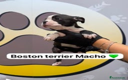 Boston Terrier perros en venta: 🐶Camada de Boston terrier en Happy Huellas🐶 - Imagen 2