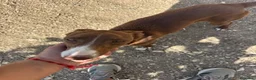 Podenco Andaluz perros en venta: adopción cachorra podenca  - Anuncio 3